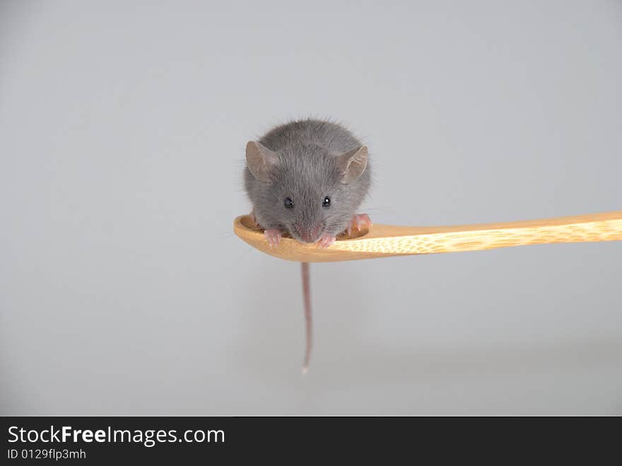 A little mouse on a wooden spoon, isolated on a gray background