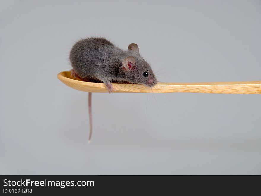 Mouse on a wooden spoon, isolated on gray background