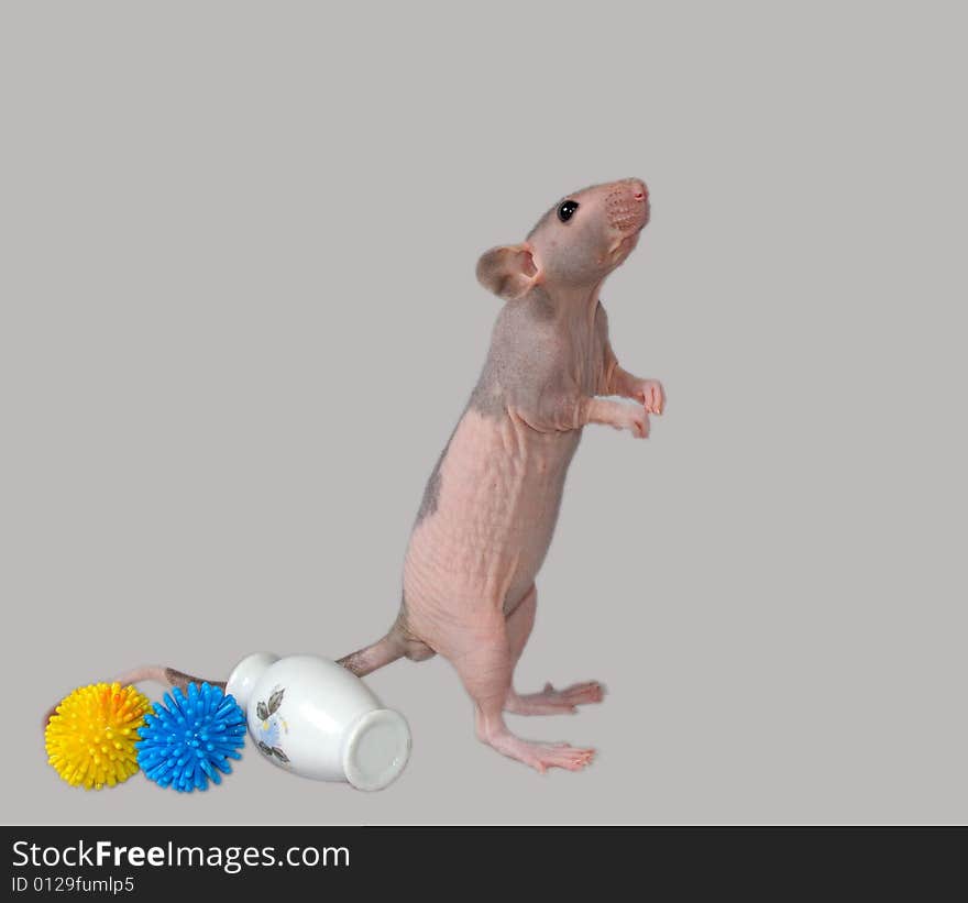 Furless rat with colored plastic toys studying its environment, isolated on gray background