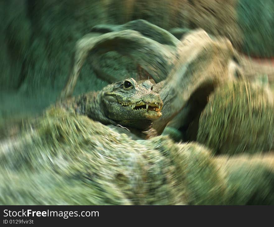 A large crocodile looking at camera and a bit to the side