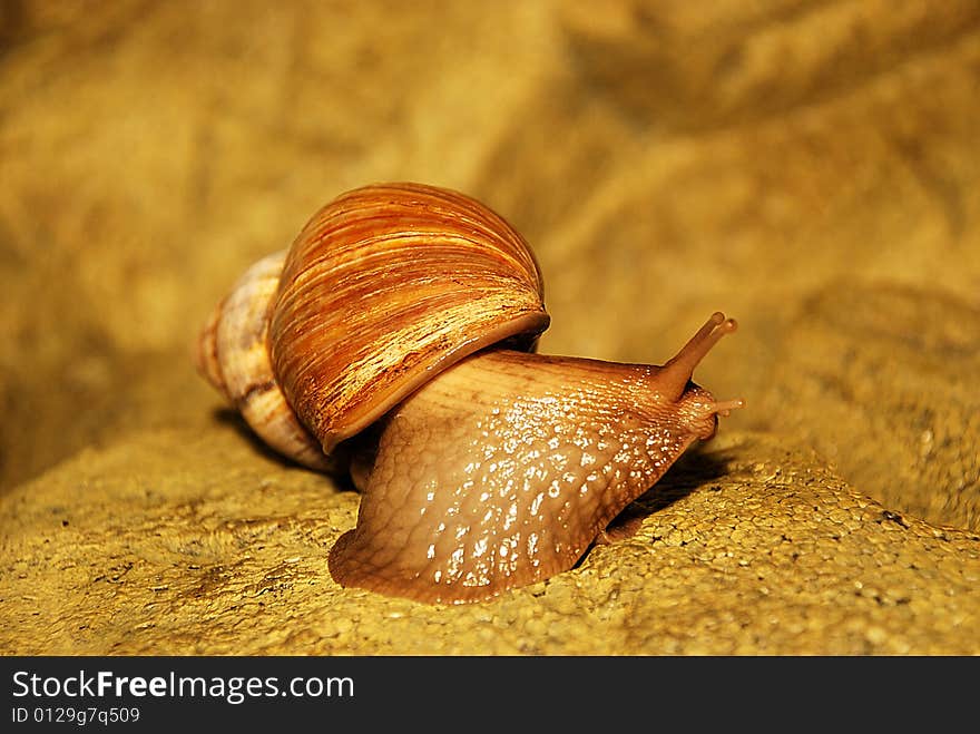 A large snail