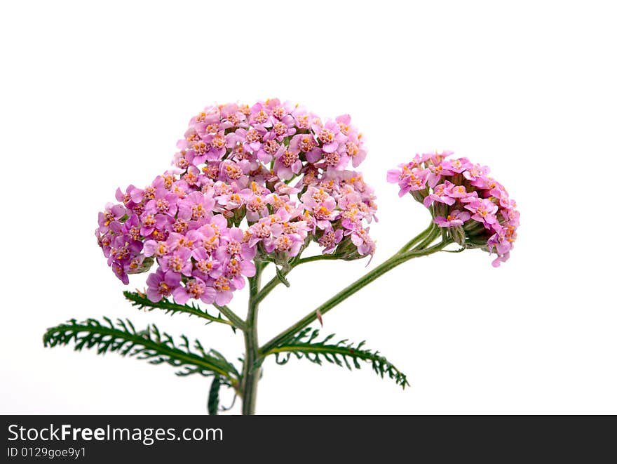 Fragrance flowers on white background