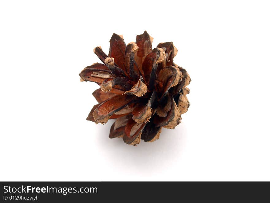 Pine-cones