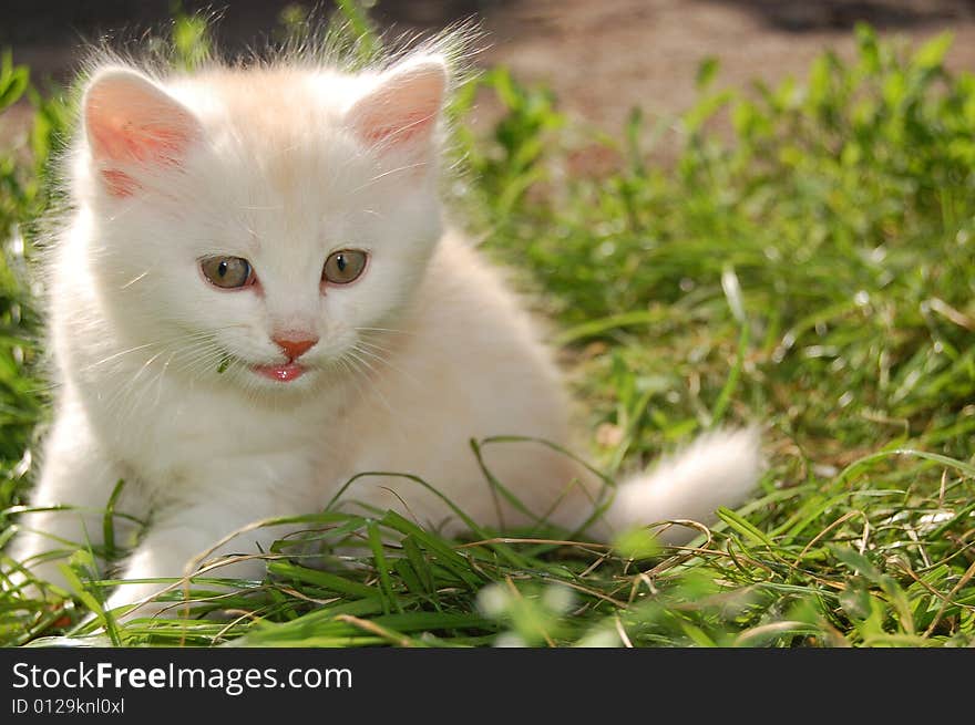 White kitten chewing grass