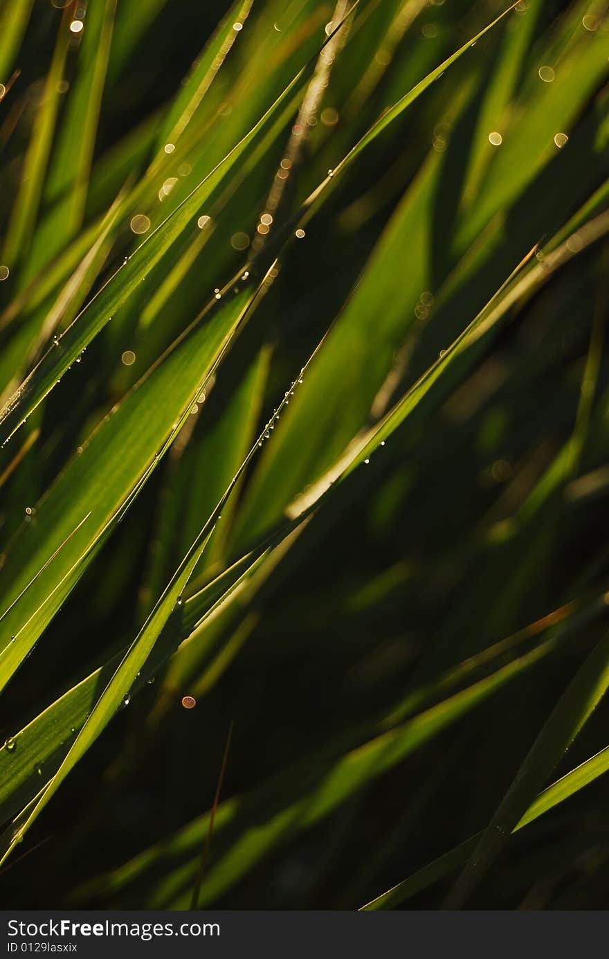 Grass gathering morning dew in the early spring morning. Grass gathering morning dew in the early spring morning.