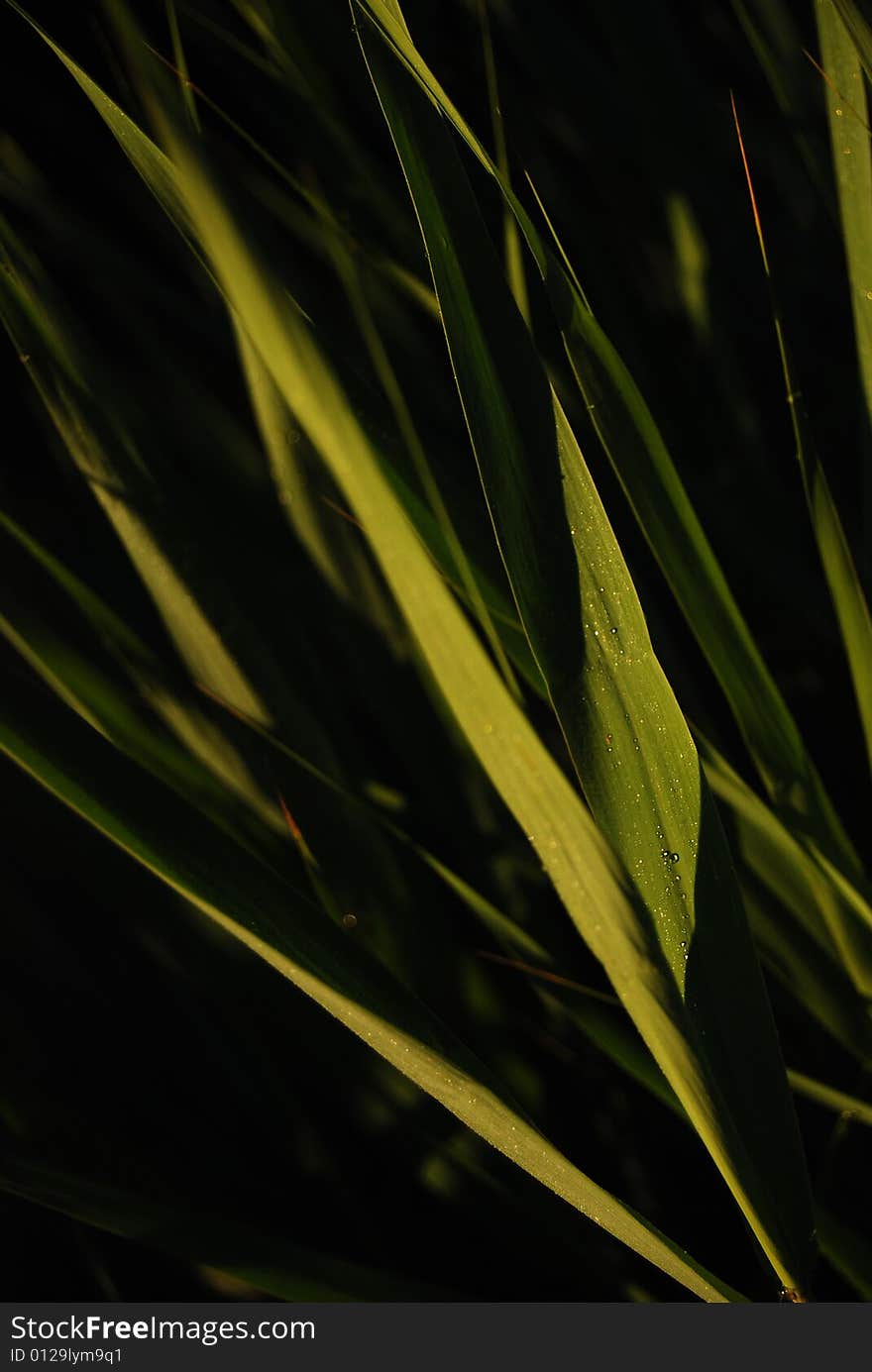 Grass gathering morning dew in the early spring morning. Grass gathering morning dew in the early spring morning.