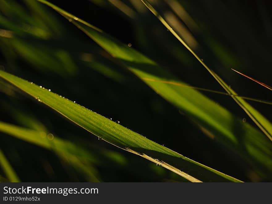 Grass gathering morning dew in the early spring morning. Grass gathering morning dew in the early spring morning.