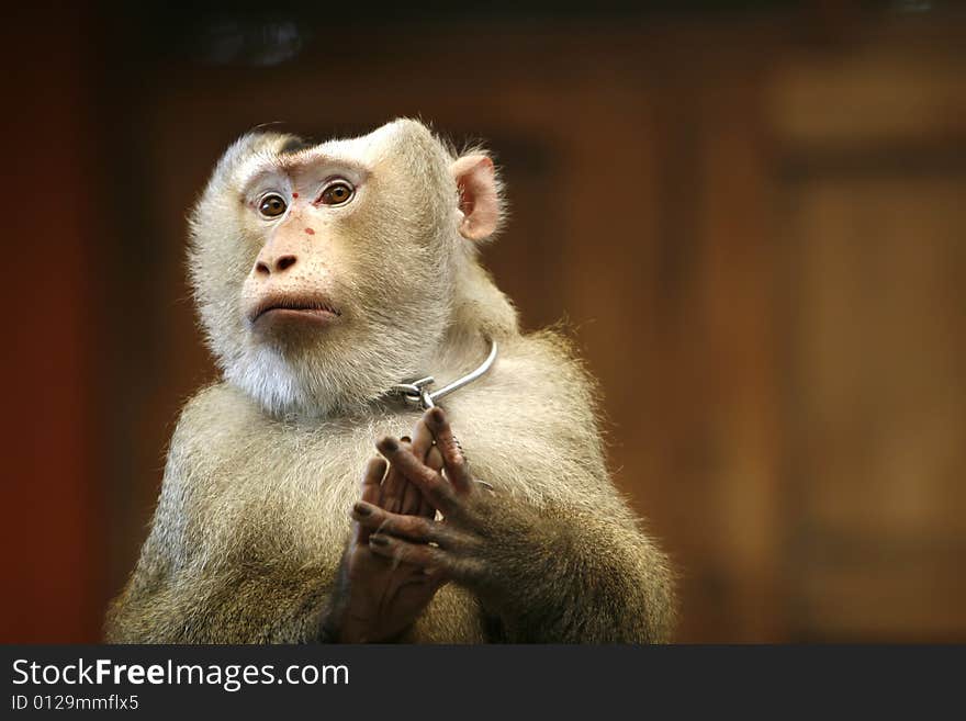 A smart monkey in a show at a zoo