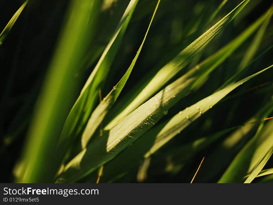 Grass gathering morning dew in the early spring morning. Grass gathering morning dew in the early spring morning.