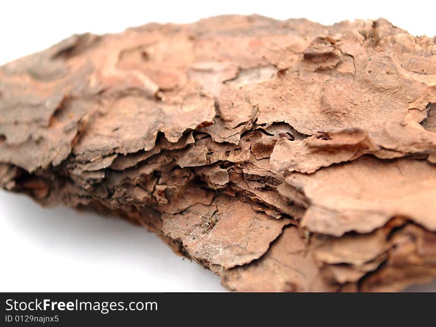 Bark of tree on white background