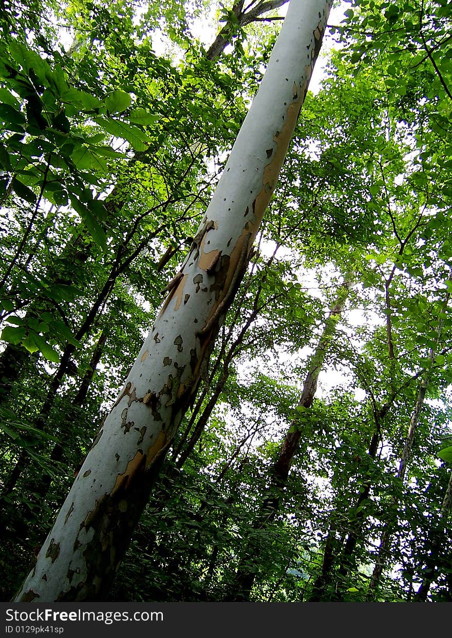 A forest full of trees, but one white trunk stands out. A forest full of trees, but one white trunk stands out.