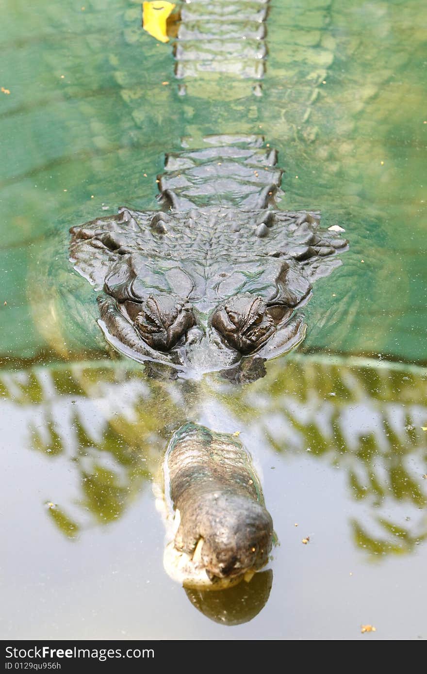 Angry Crocodile