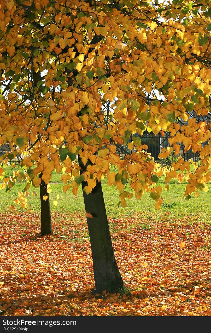 Yellow leafs on tree , gold fall, september. Yellow leafs on tree , gold fall, september