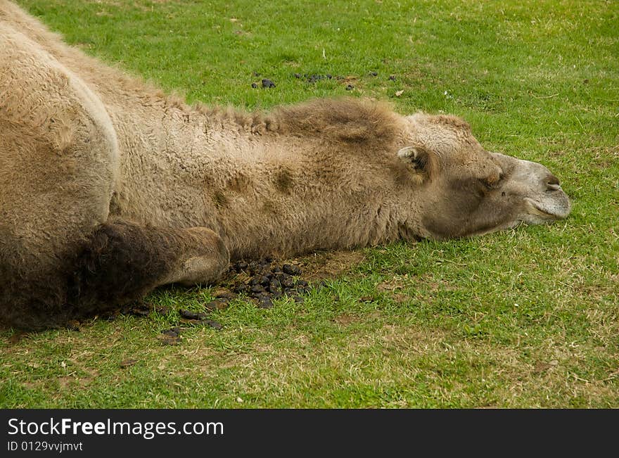 A sleeping camel enjoys a peaceful moment. A sleeping camel enjoys a peaceful moment