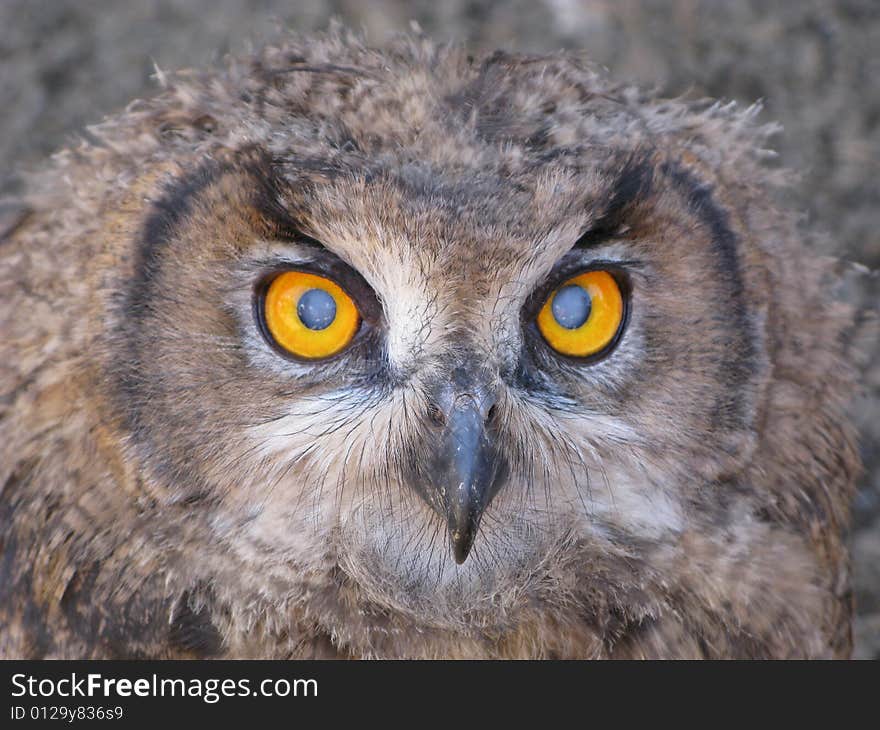 Owls' eyes close up, wonderful wild life