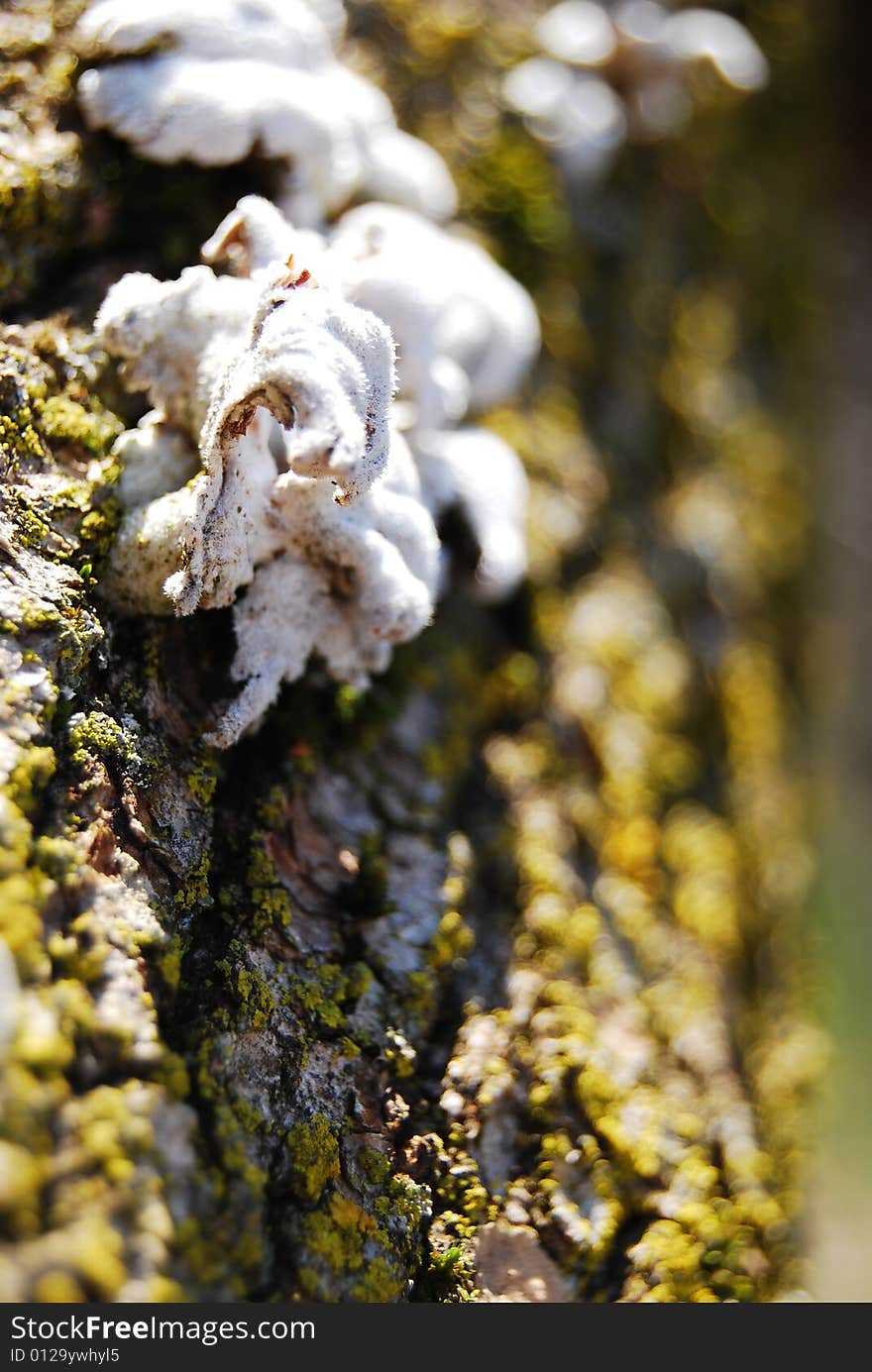 Fungus grows on a fallen tree.