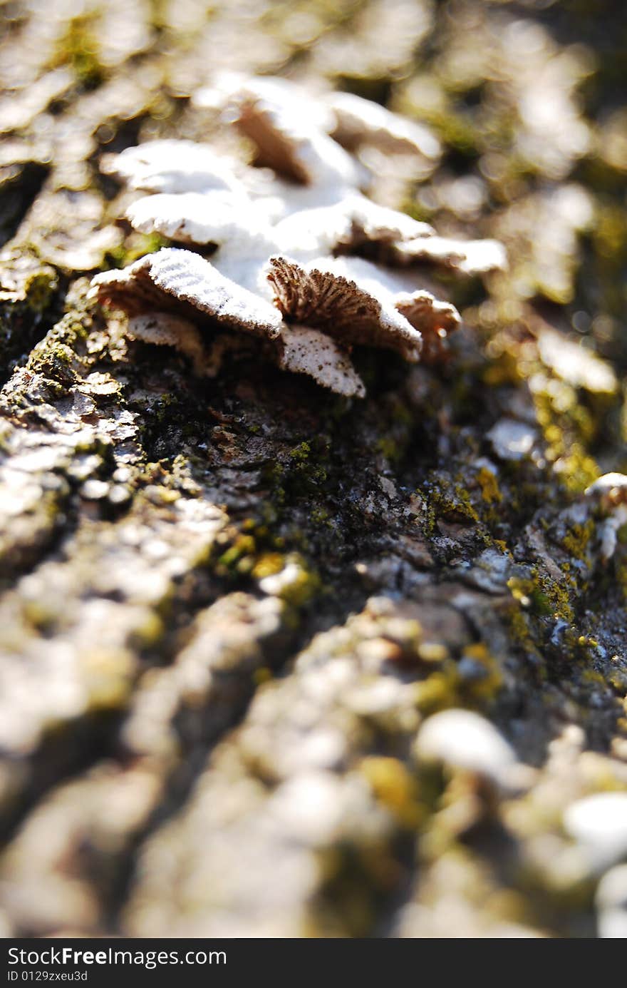 Fungus grows on a fallen tree.