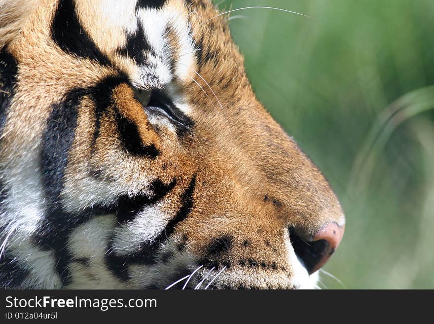 Profile Of The Tiger