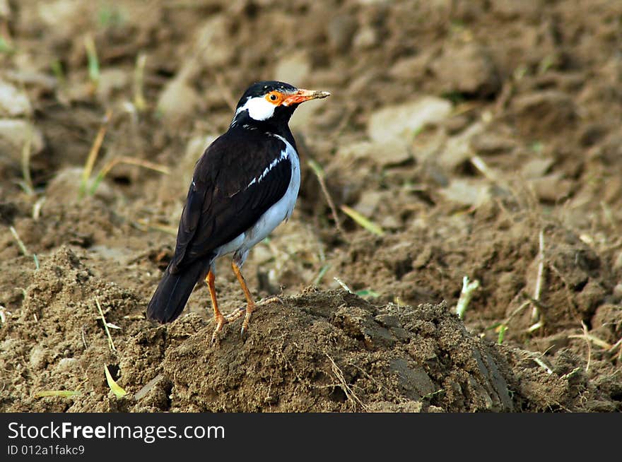 The bird see the nature. The bird see the nature