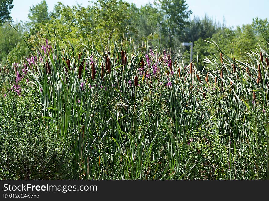 Typha wetland plant also known as cat tails or punks bullrush