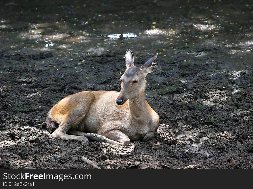 Young deer