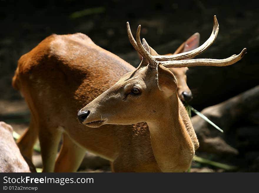 Deer head