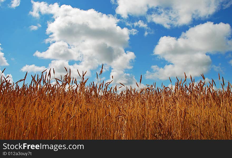 Barley field in Russia.
Summer, July 2008.