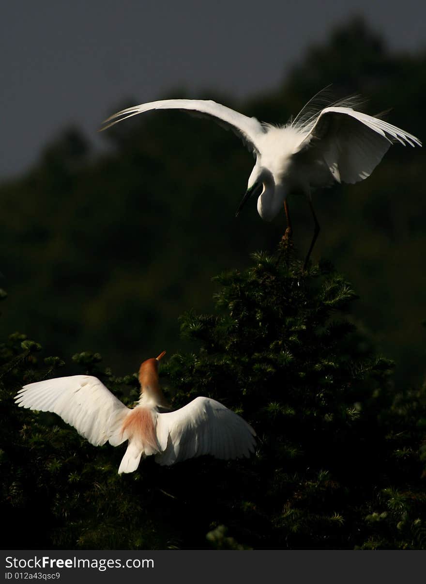 Happy Egrets