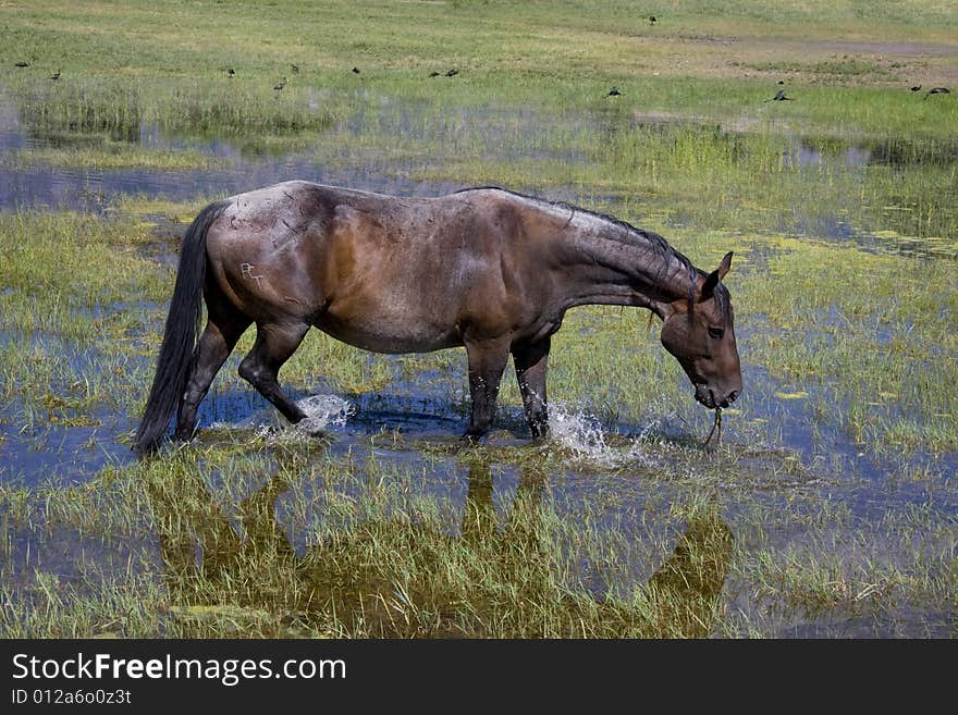 Horse eating grass while standing in water