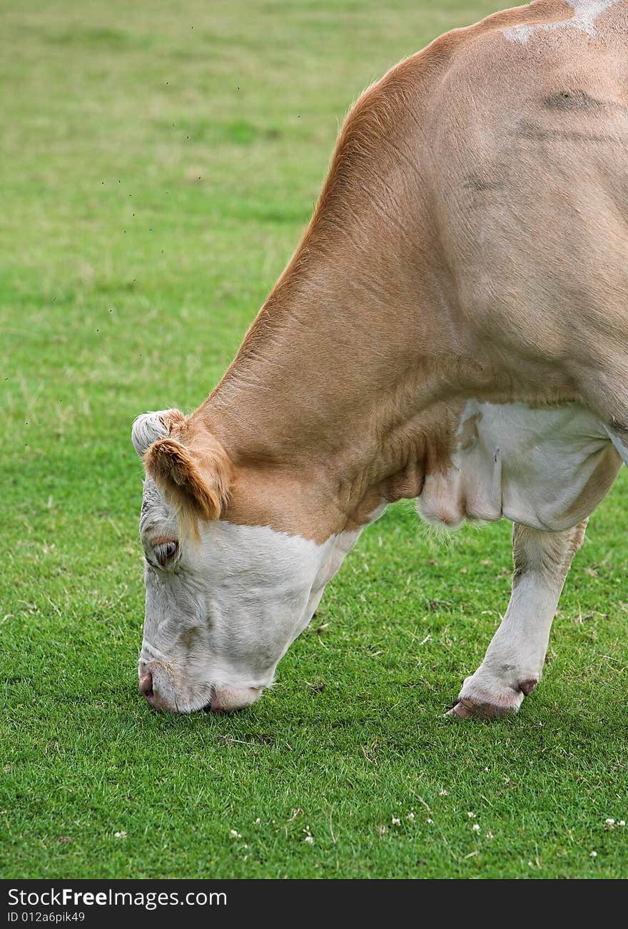 Cow Grazing