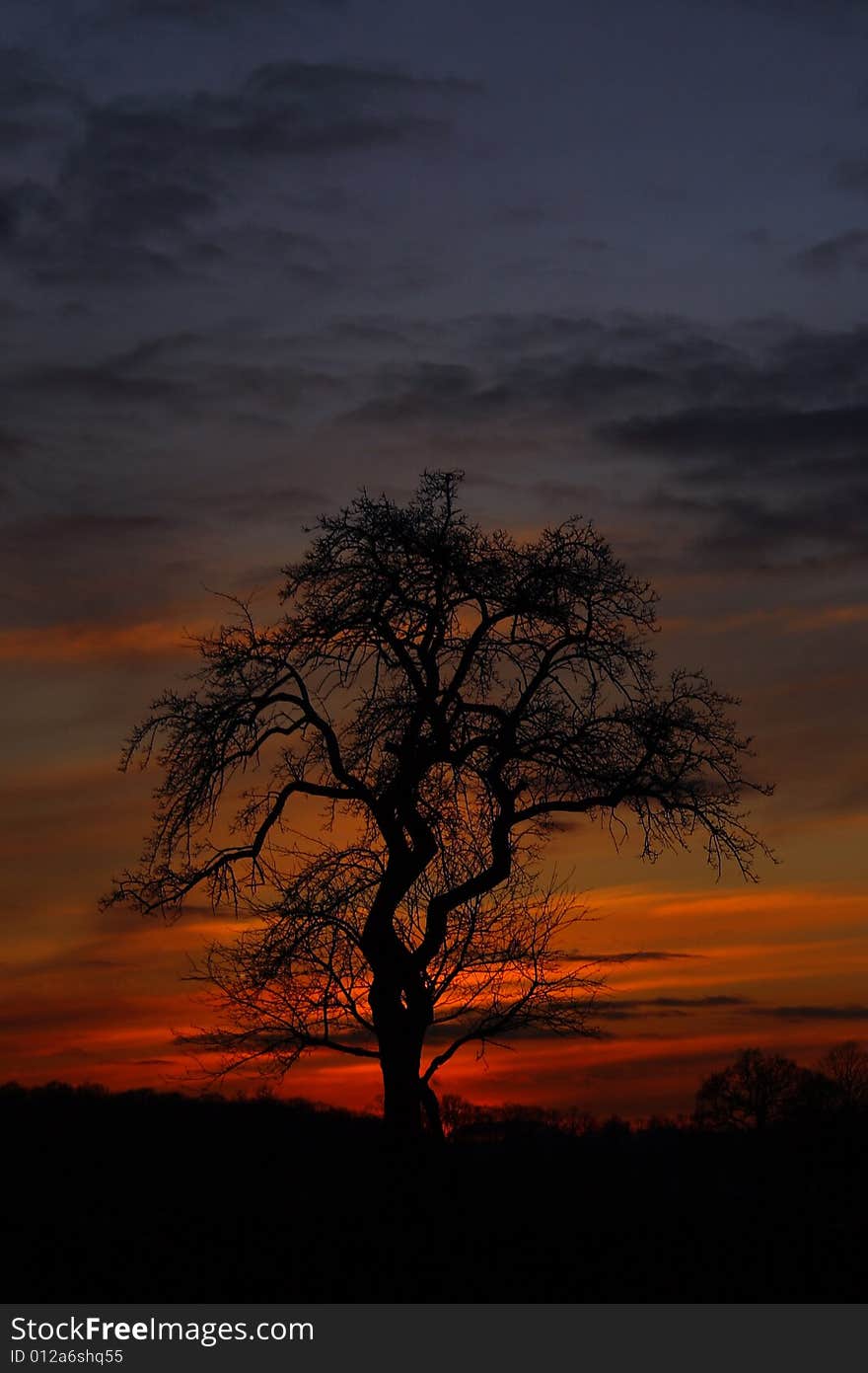 A tree at sunset
picture taken in germany. A tree at sunset
picture taken in germany