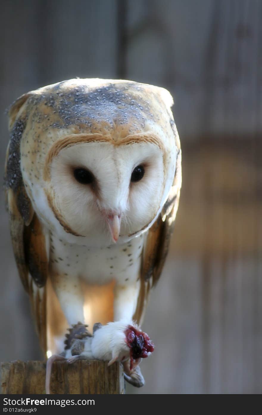 Photo of a barnyard owl having dinner