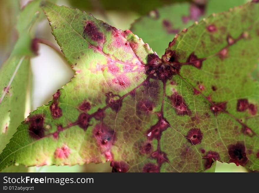 Photo of a leaf that has some speckles of red. Photo of a leaf that has some speckles of red.