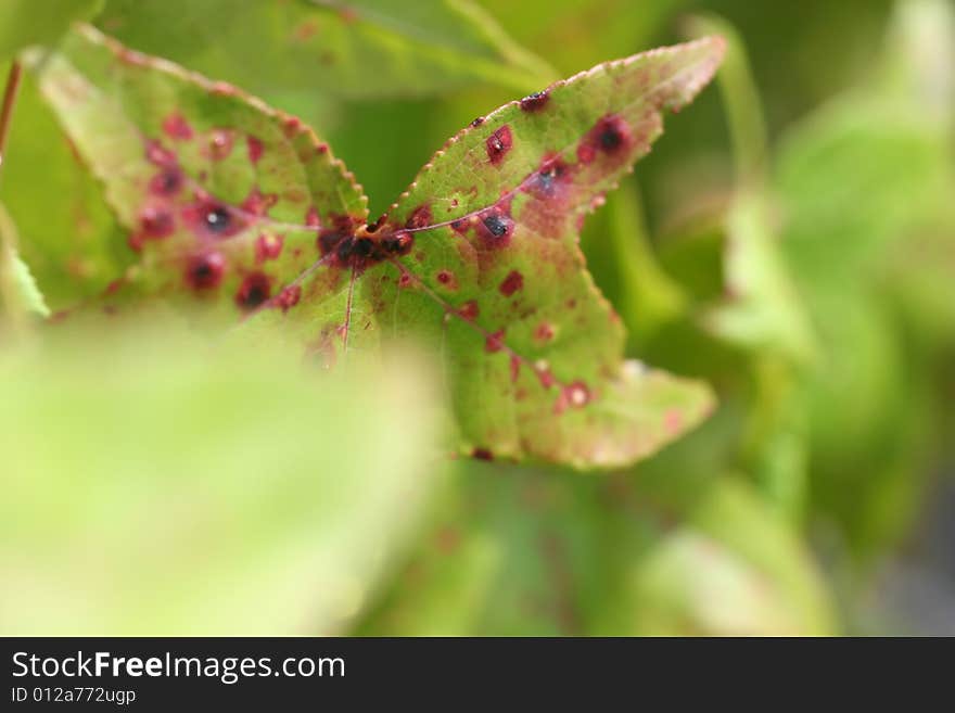 Photo of a leaf that has some speckles of red. Photo of a leaf that has some speckles of red.