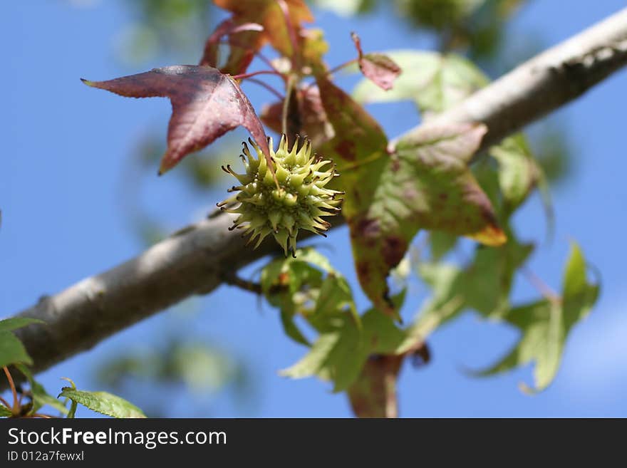 Photo of a seed from a tree branch