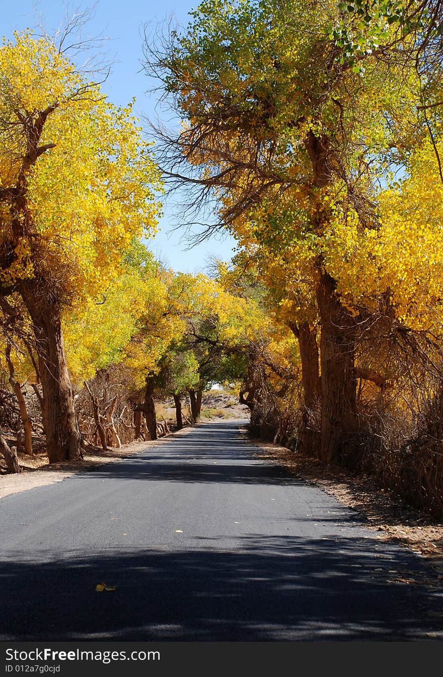 Golden yellow Poplar tree and blue color sky and road