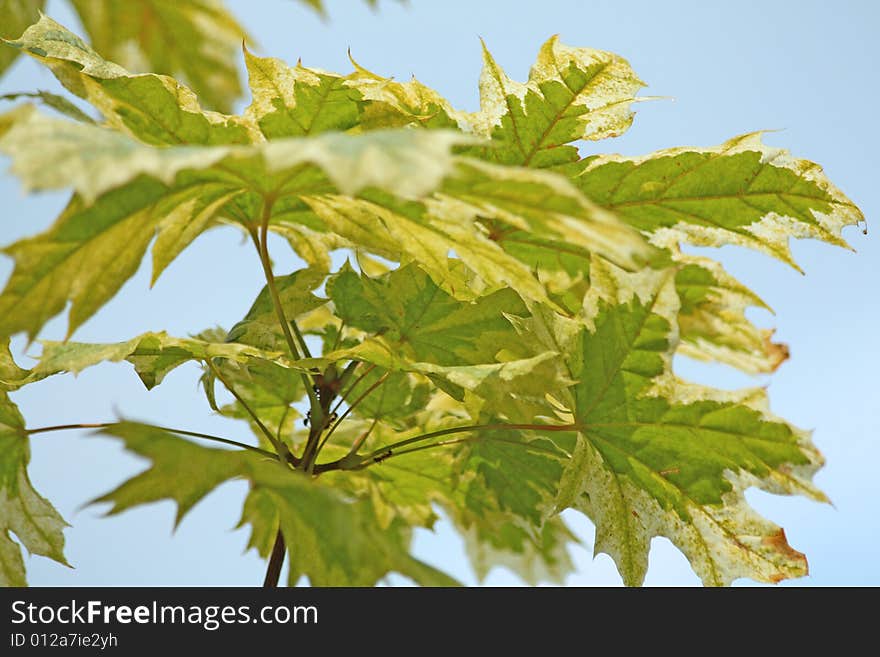 Maple leaves in the end of summer.