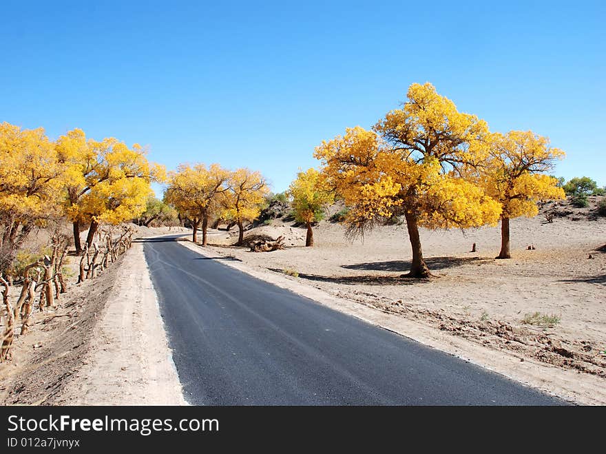 Golden yellow Poplar tree and blue color sky and road