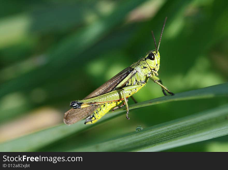 Green grasshopper