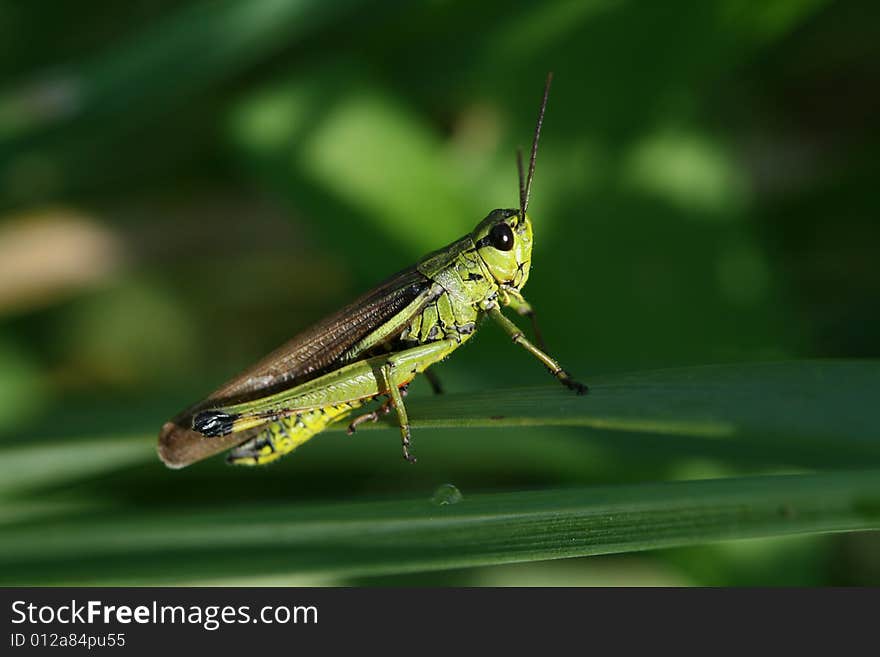 Green grasshopper 2