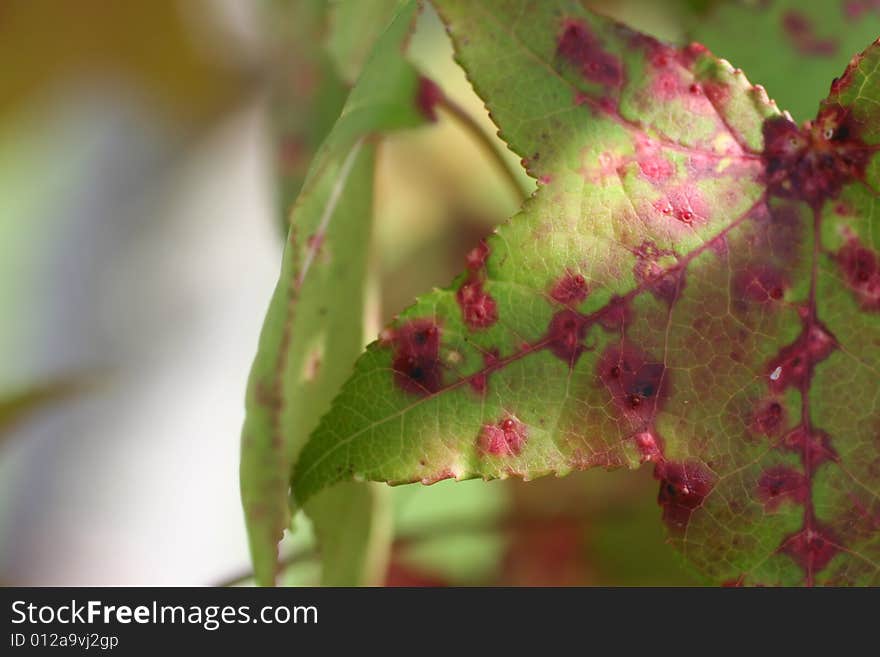 Photo of a leaf that has some speckles of red. Photo of a leaf that has some speckles of red.