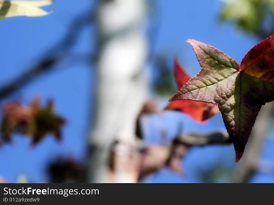 Photo of a leaf for a background. Photo of a leaf for a background