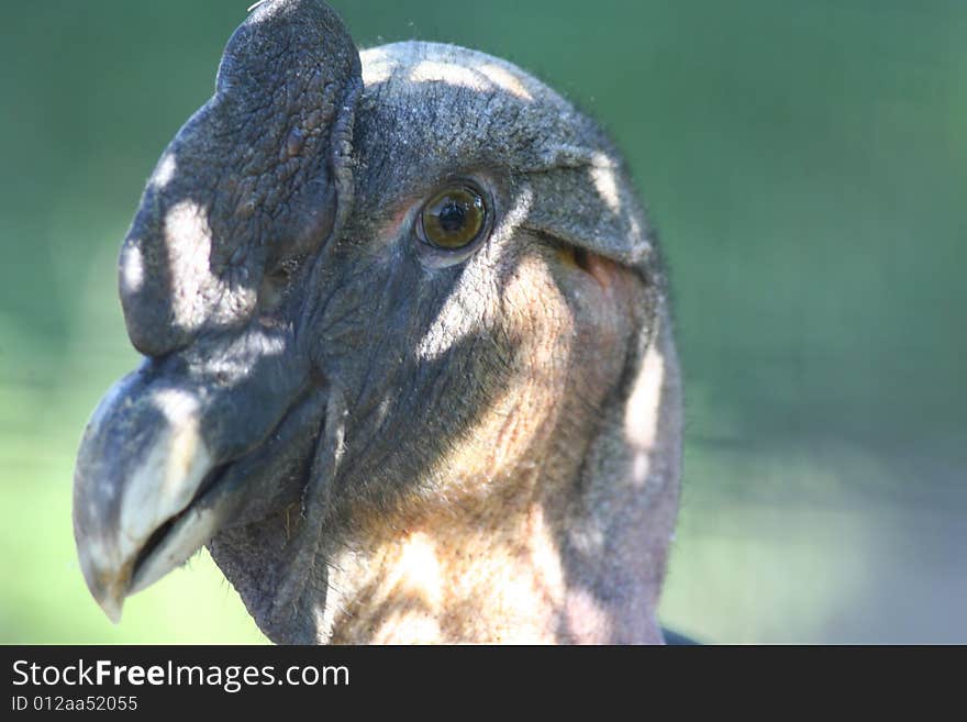 Photo of the head of an condor. Photo of the head of an condor