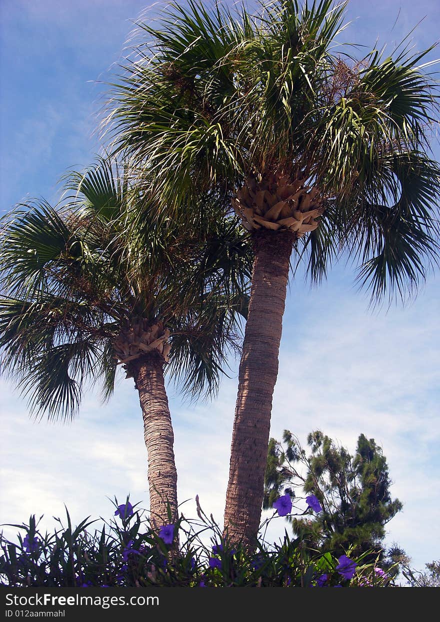 Two twin palms on Cape Canaveral town street in Florida. Two twin palms on Cape Canaveral town street in Florida.