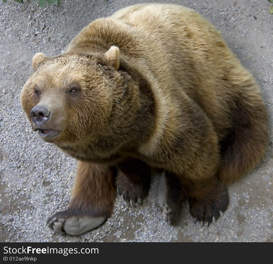 Brown bear in its enclosure. Brown bear in its enclosure