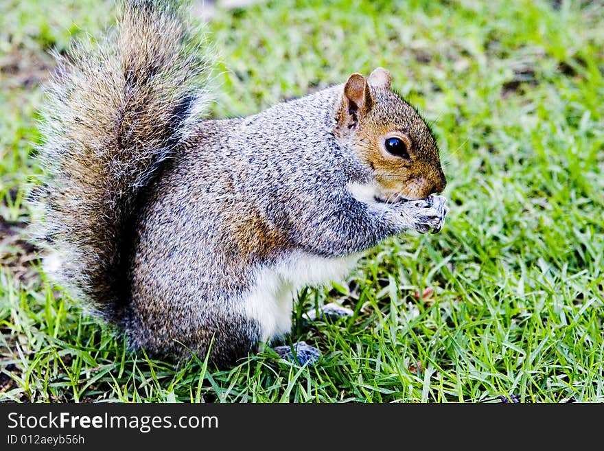 Cute Gray Squirrel Sitting On Green Grass eating nuts