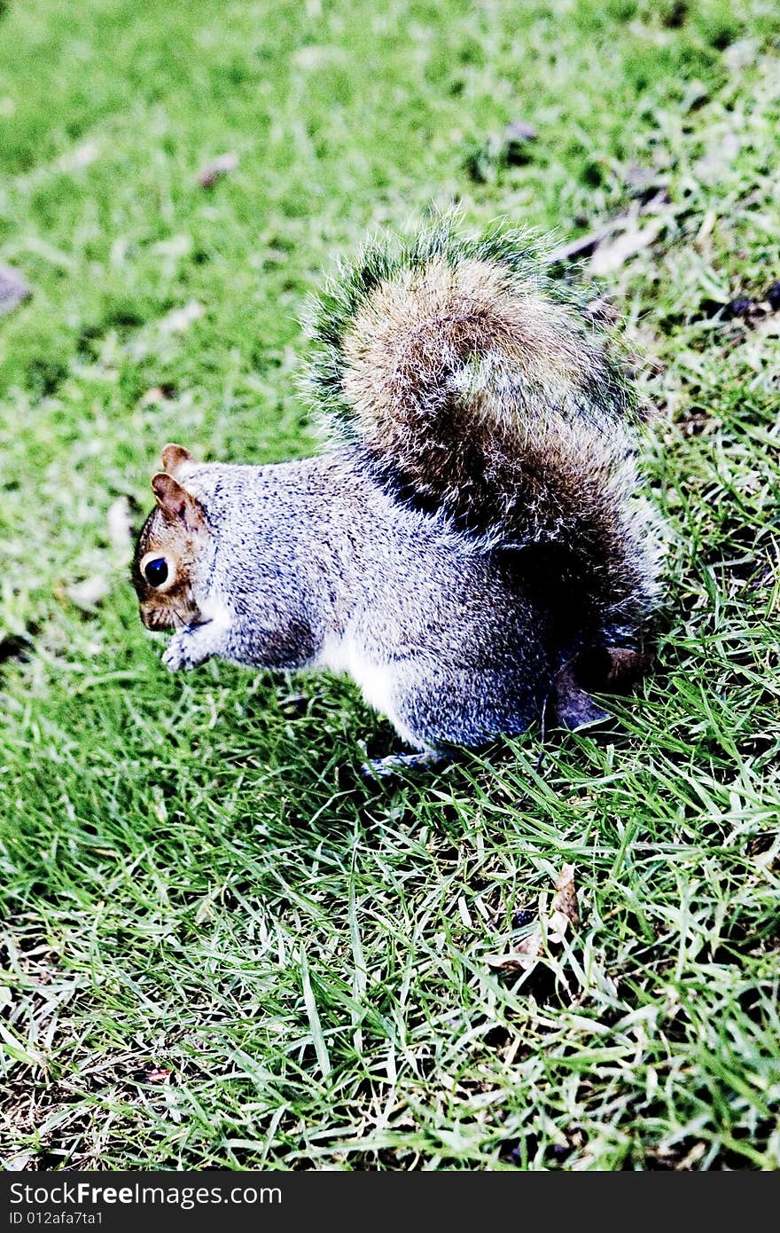 Cute Gray Squirrel Sitting On Green Grass eating nuts