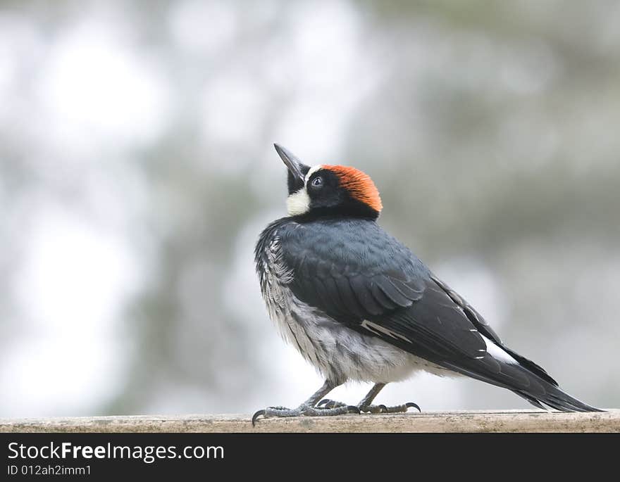 A baby woodpecker awaits a free meal from above.