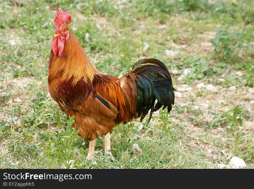 Colourful Cockerel in a farmyard setting