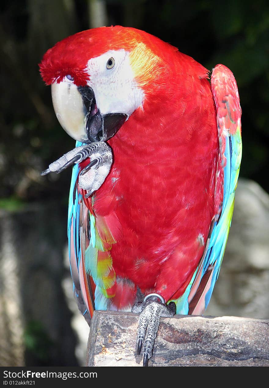 Parrot Morning Toilet